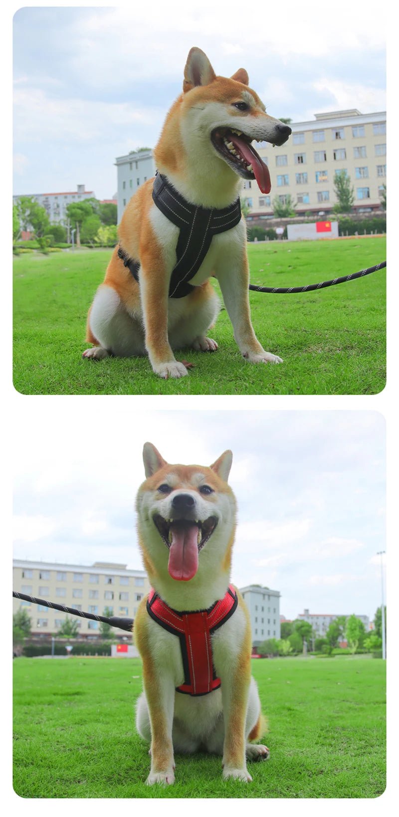 Harnais Chien : Des promenades sereines et agréables avec Votre Compagnon - Monchienzen