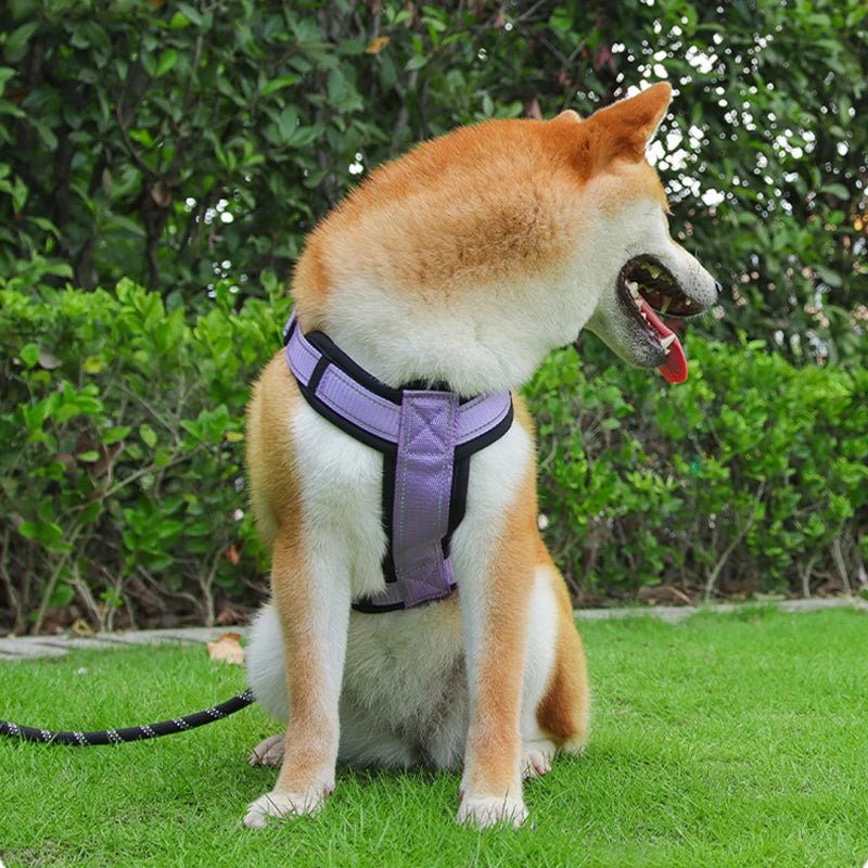 Harnais Chien : Des promenades sereines et agréables avec Votre Compagnon - Monchienzen