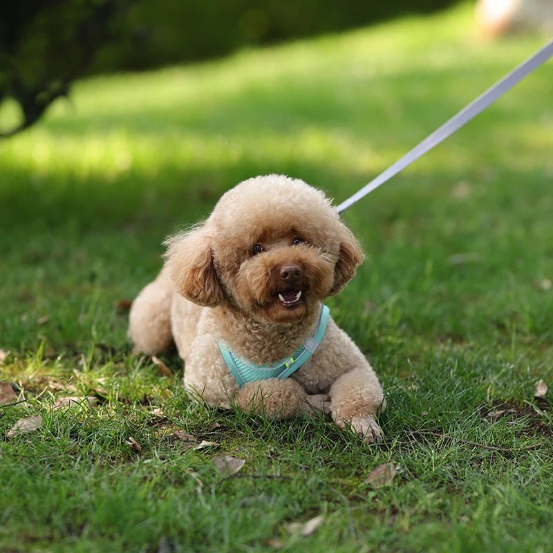 Harnais chien en tout confort Parfait pour sa sécurité - Monchienzen