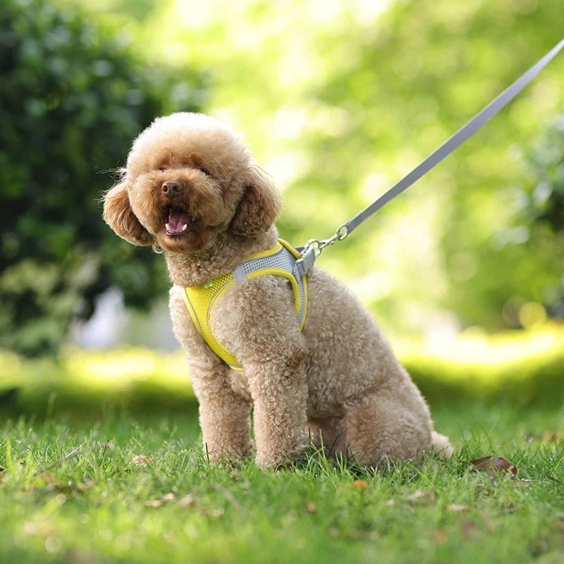 Harnais chien en tout confort Parfait pour sa sécurité - Monchienzen