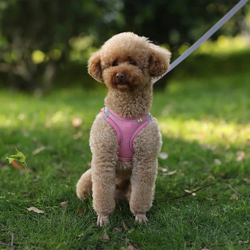 Harnais chien en tout confort Parfait pour sa sécurité - Monchienzen