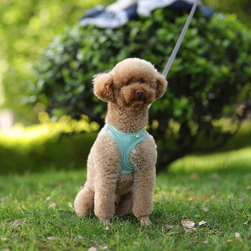 Harnais chien en tout confort Parfait pour sa sécurité - Monchienzen