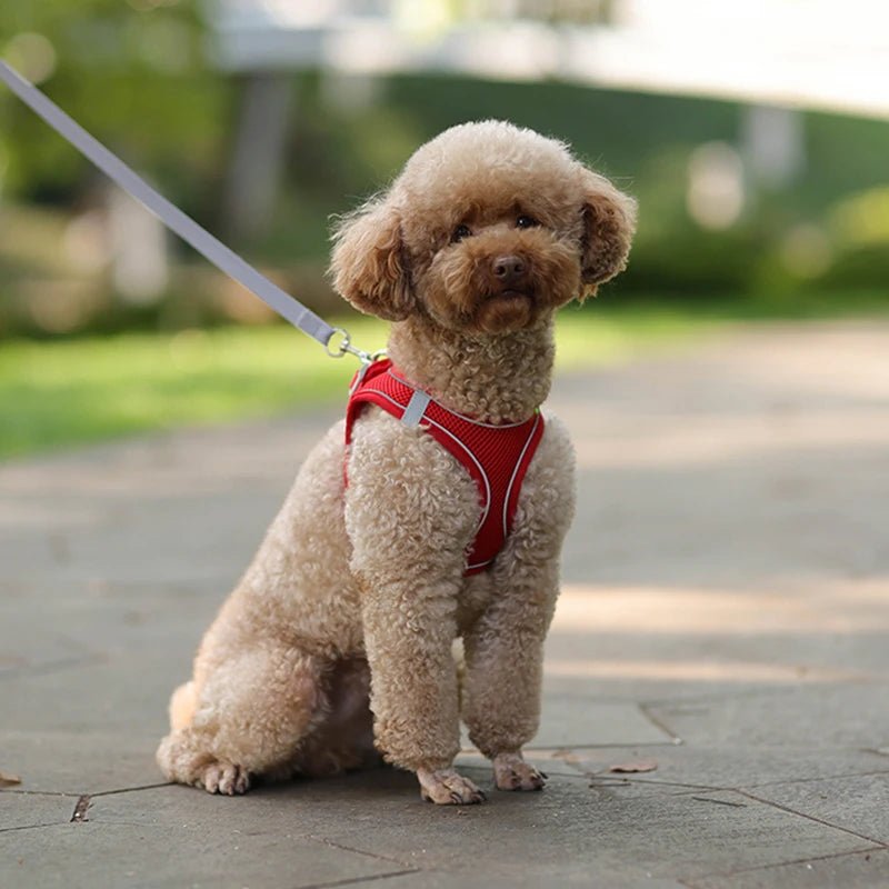 Harnais chien en tout confort Parfait pour sa sécurité - Monchienzen