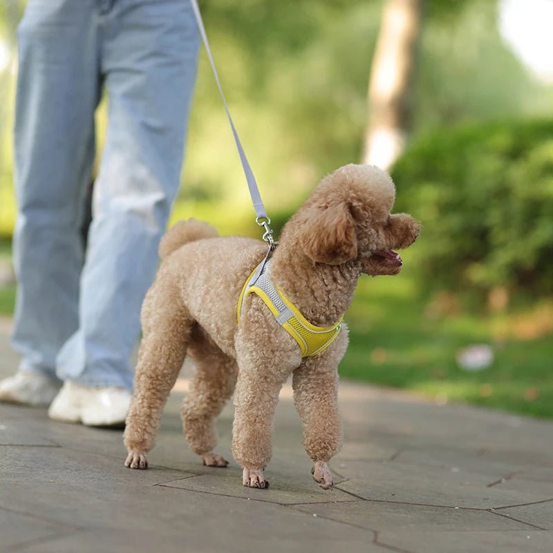 Harnais chien en tout confort Parfait pour sa sécurité - Monchienzen