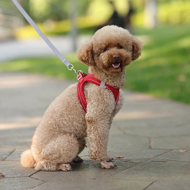 Harnais chien en tout confort Parfait pour sa sécurité - Monchienzen