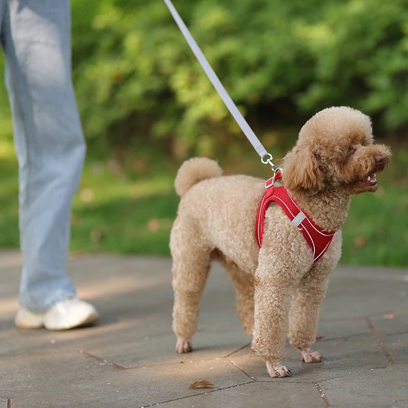 Harnais chien en tout confort Parfait pour sa sécurité - Monchienzen