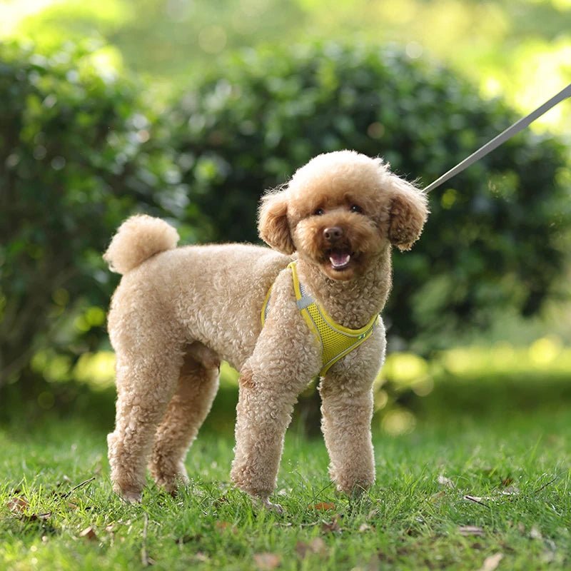 Harnais chien en tout confort Parfait pour sa sécurité - Monchienzen